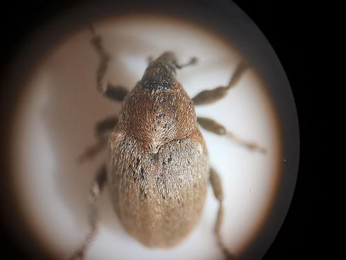 Réf. 275 780 : Sibinia pyrrhodactyla